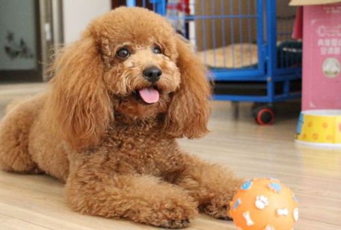 泰迪被送去乡下体验生活,3个月后去接,这是哪来的"长毛怪"?