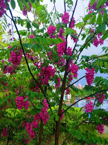 红花刺槐花