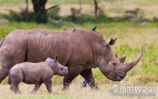 全球10大稀有动物,世界上10大珍稀动物有哪些(爪哇犀牛)
