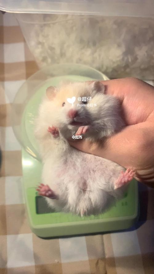 金丝熊仓鼠_宠物_宠物_宠物其他