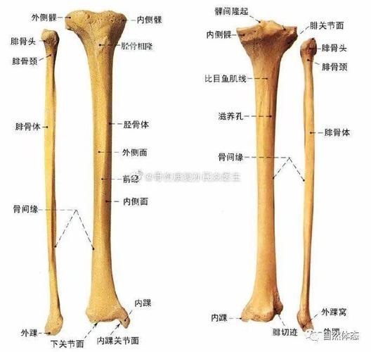 人体骨骼之胫骨