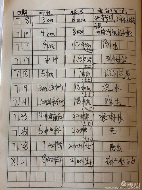 多肉植物观察表格