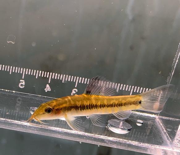 原生态美丽小条鳅冷水清道夫双盘吸鳅琵琶鱼除藻能手小型底层鱼