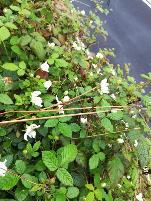 蛇泡子,也叫野草莓,小时候的最爱