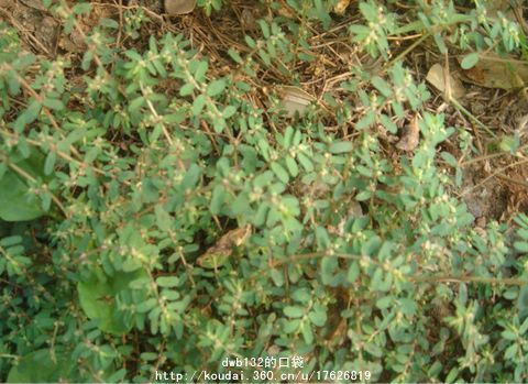 治疗糖尿病的草药