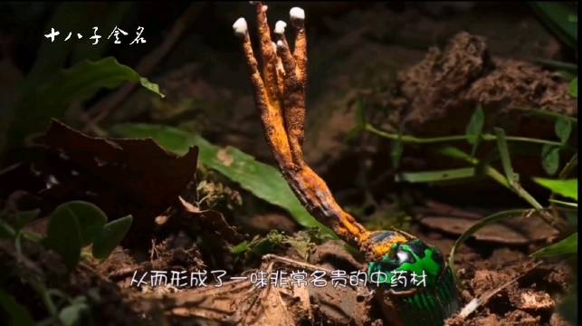 sacc.寄生在蝙蝠蛾科昆虫幼虫上的子座及幼虫的