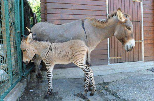 人类为什么要让动物杂交,动物杂交有什么好处吗?