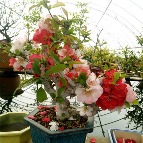 海棠树苗 海棠花盆栽四季开花 阳台庭院好养耐寒花卉植物新手盆栽1