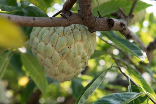 消息:本期掠食福利"樟林林檎"已发放