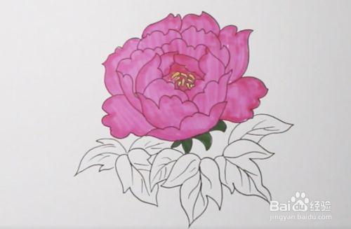 接着将牡丹花涂上好看的颜色.