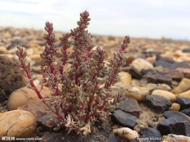 新疆 多肉植物 沙漠 大漠风光图片