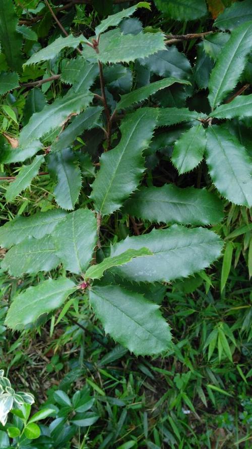 请问这是什么树的叶子啊?