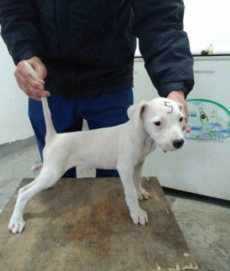 两个月的小杜高出售