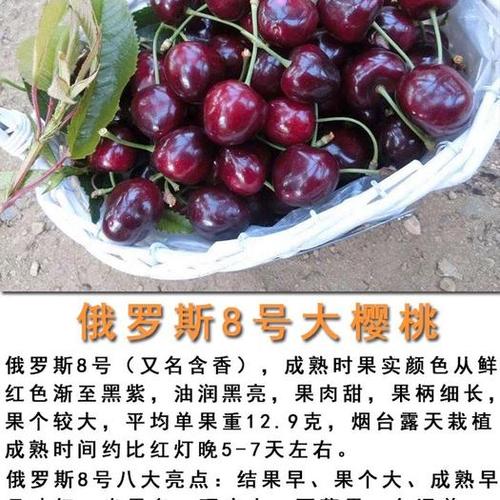 俄罗斯8号樱桃苗矮化俄罗斯8号嫁接两年苗现挖现发包成活包结果