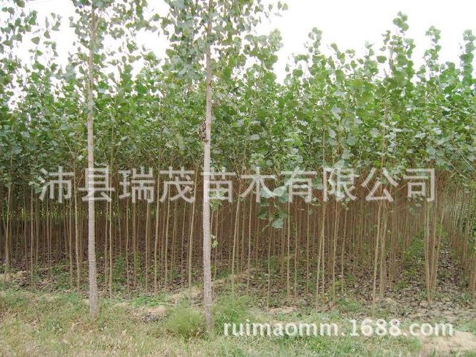 意杨 速生杨 107杨树苗 小杨树 绿化树苗批发基地