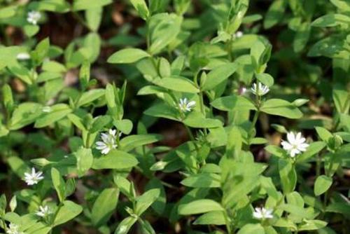 2,清热解毒 繁缕草是一种味苦性寒的中药材清热解毒是它的主要功效,它