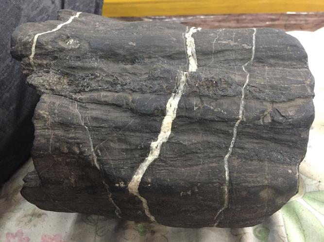 哪位大神,给鉴定一下这是什么木化石?