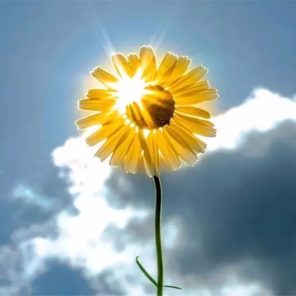 微信公众号 励志 2021分享朋友圈走心人生哲理语录:心若向阳,目之所及