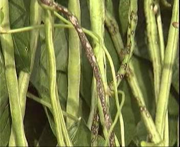 菜豆炭疽病