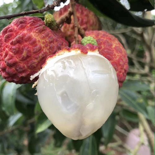 顺丰快递海南荔枝王应季水果礼盒装一件代发