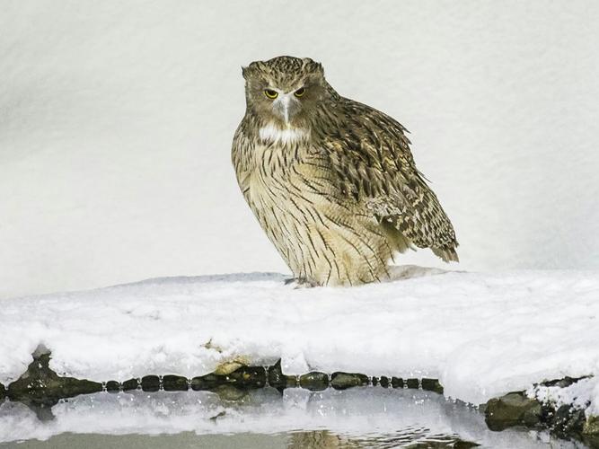 世界上最大的猫头鹰——毛腿渔 