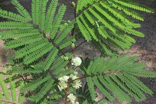 moench)是豆科,金合欢属无刺灌木,高可达8米;小枝及叶柄被短柔毛.