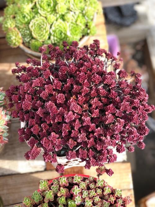 家有鲜肉精火         小球玫瑰