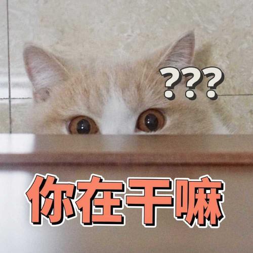 肥宅猫表情:小可爱正在向你奔来!日常聊天撒娇表情包