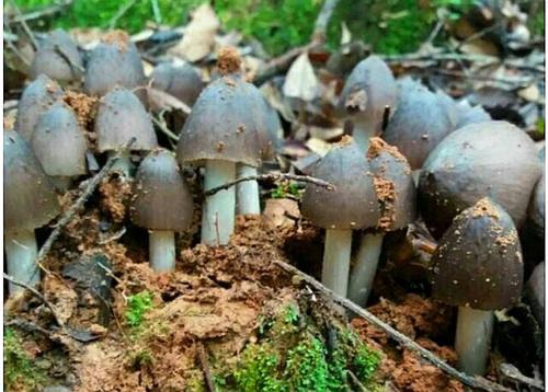 云南一块玉米地长出40多窝鸡枞菌,究竟是什么原因?看完你就明白了