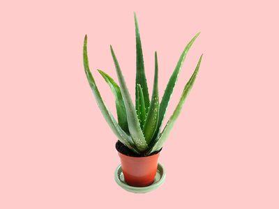 芦荟属