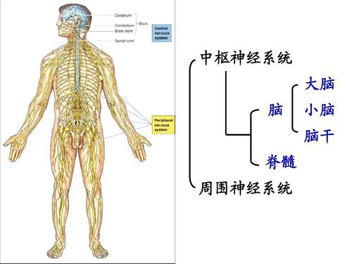 中枢神经系统 大脑 脑 脊髓 周围神经系统 小脑 脑干