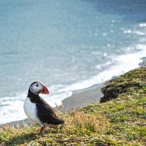 在冰岛岩石海岸海雀