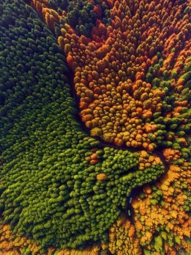 重庆小众拍照地‖像森林精灵一样奔跑山王坪