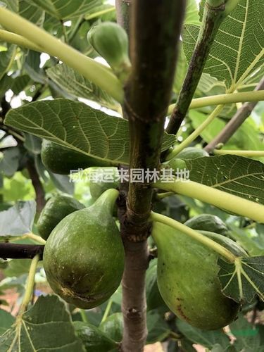 山东威海无花果树图片