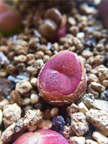 多肉植物|肉锥毛汉尼红毛95养护小知识_冬天去哪玩
