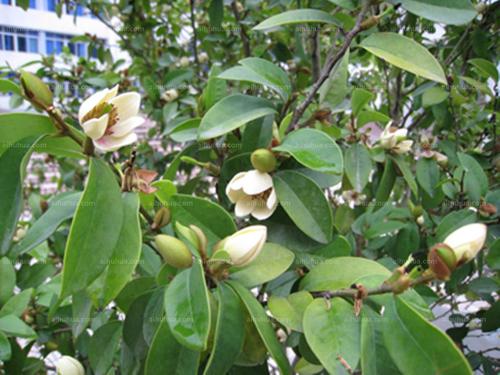 含笑花图片