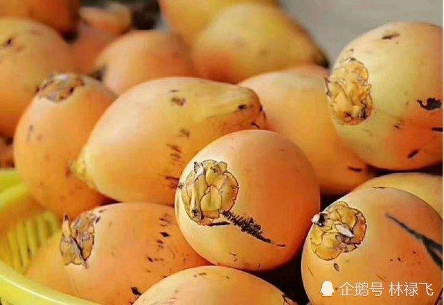 1 / 4海南红椰子 (来自:林禄飞)