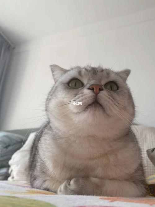 冬天到了,日渐圆润的喵_冬天去哪玩_宠物_猫咪_狗狗_我的萌宠_宠物