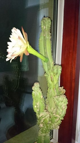 难得一见的仙人山开花