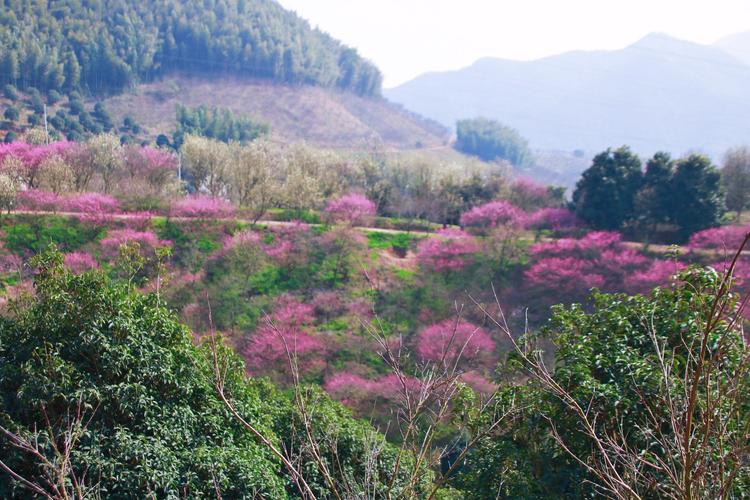 2019年(上)东北雪乡奉化溪口新建梅花谷诸暨樱花谷新安江微杭古道富阳