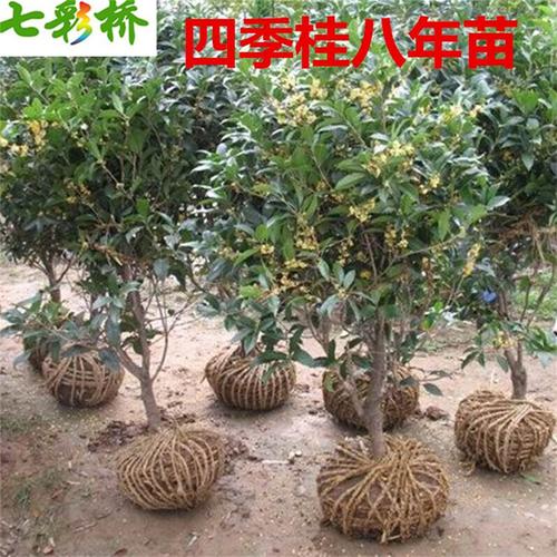 七彩桥 桂花 桂花树 四季桂 金桂 丹桂 沉香桂 日香桂