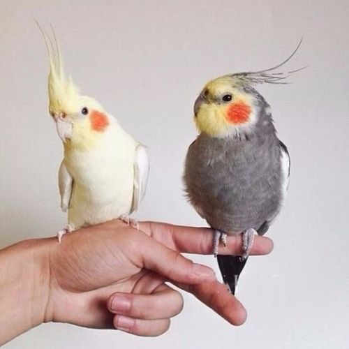 玄凤鹦鹉鹦鹉活体手养鹦鹉幼鸟黄化玄凤观赏鹦鹉鸟活体活物学舌鸟