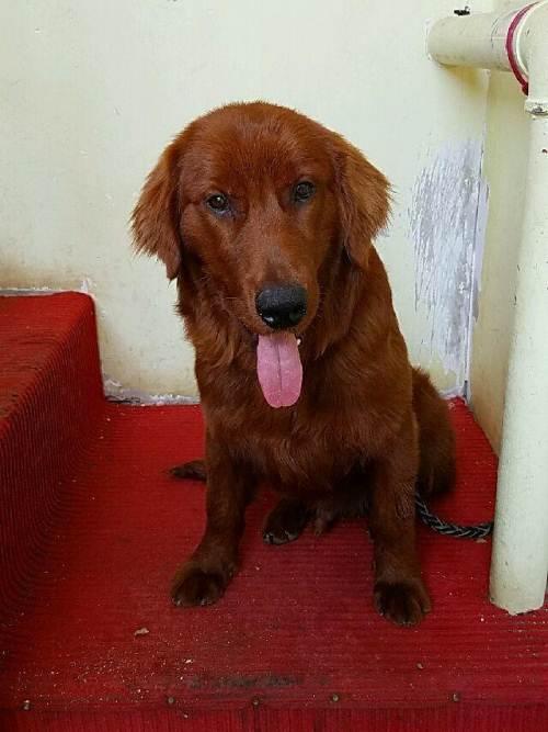 稀有,棕红色纯种金毛.