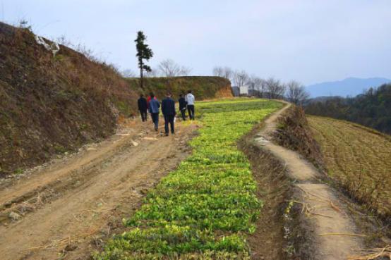 贵州网讯:今年2月,黄平县浪洞镇本土的云上有山农业开发有限公司从