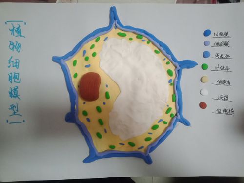 植物细胞模型–东康中学470班邢亦恬生物项目式学习