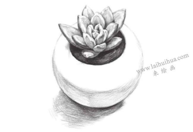 窗台上的多肉植物素描画法步骤(二)