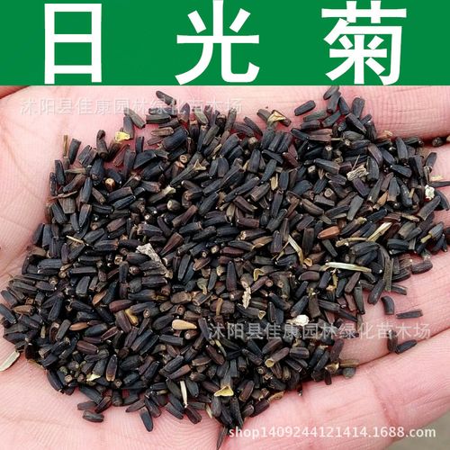 草花种子 优质日光菊种子 花卉植物 赛菊芋种子 1件=1