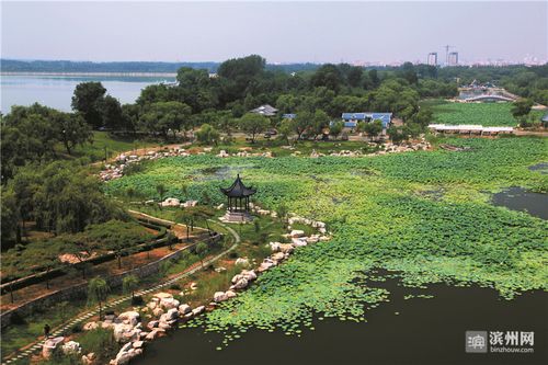 秦皇河湿地公园,水鸟翔集.