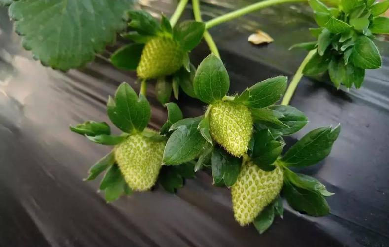 草莓叶片焦,花蕾枯萎,果小偏软,大多数是缺钙,科学补充很关键