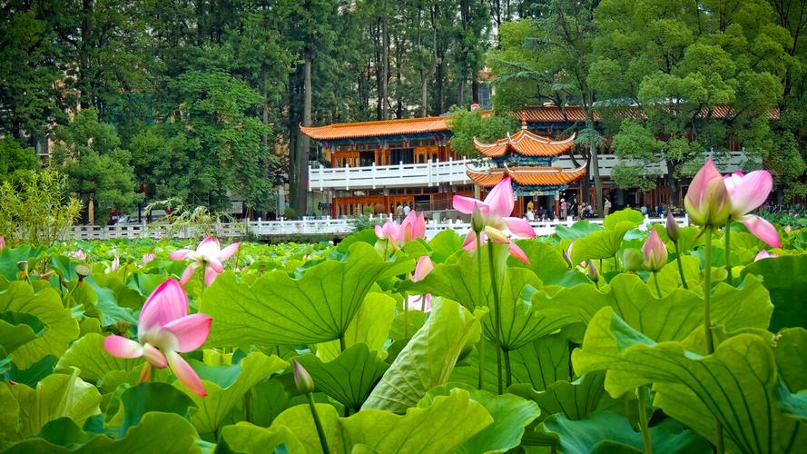 昆明翠湖荷花开了